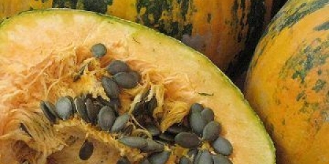 Gymnospermous bundeva: koristi i štete